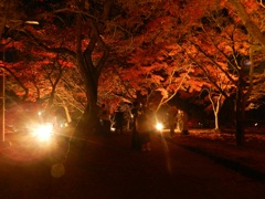 太宰府内山竈門神社　紅葉ライトアップ　10