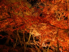 太宰府内山竈門神社　紅葉ライトアップ　9