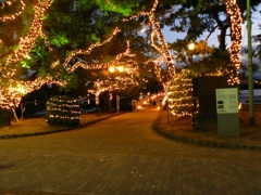 大濠公園イルミネーション　6