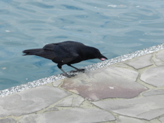 海辺のカラス　1