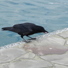 海辺のカラス　1