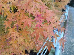 秋の紅葉　1