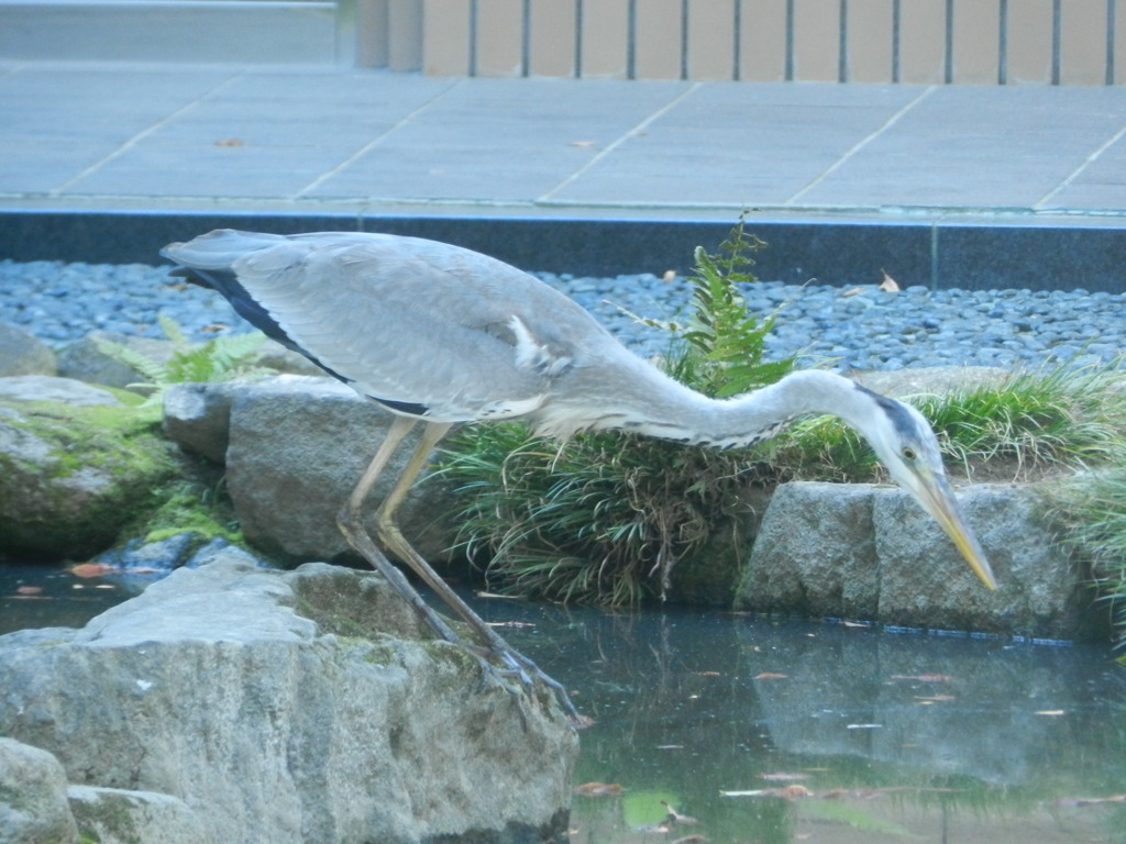 池のまわりを歩くサギさん　4