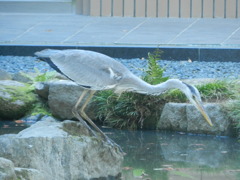 池のまわりを歩くサギさん　4
