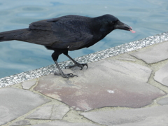 海辺のカラス　2