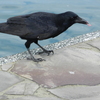 海辺のカラス　2