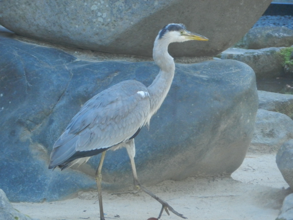 池のまわりを歩くサギさん　1