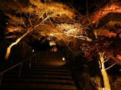太宰府内山竈門神社　紅葉ライトアップ　5