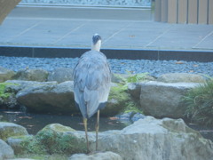 池のまわりを歩くサギさん　3