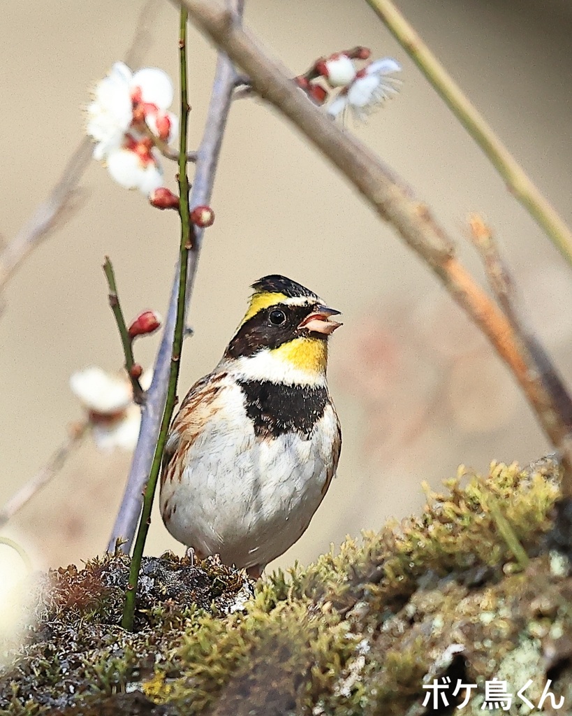 梅の花ミヤマ　1　ホッと一息