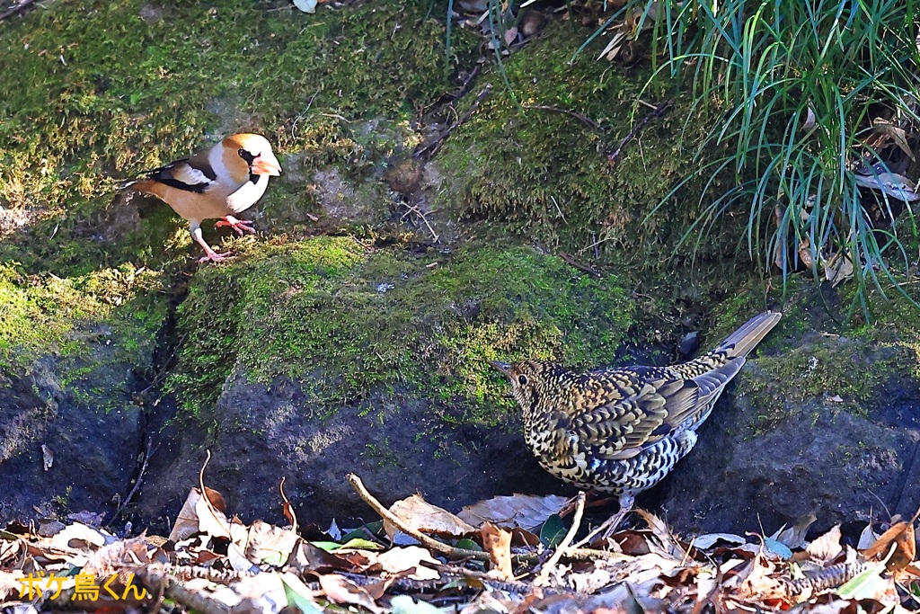 山の水場　Ⅲ　　怒ってるシメ