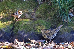 山の水場　Ⅲ　　怒ってるシメ