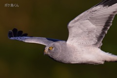銀色に光ったハイイロチュウヒ