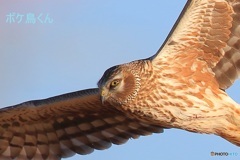 目がたまらない