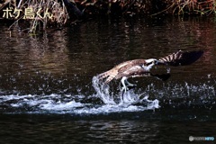 今回の主役は水