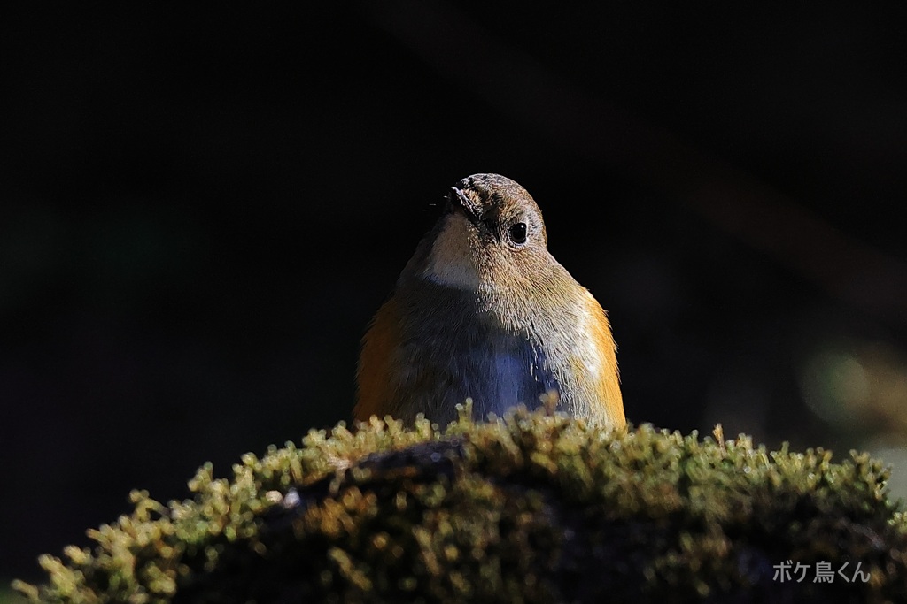 のんびりムード　2