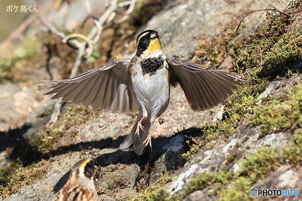 今年も元気です