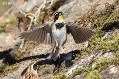 今年も元気です