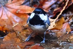 ムスッと睨まれた