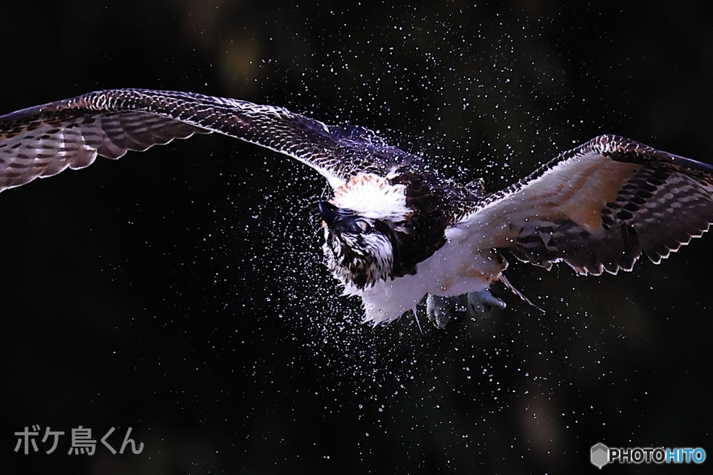 狩りに失敗　それが何か?  2