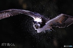 狩りに失敗　それが何か?  2