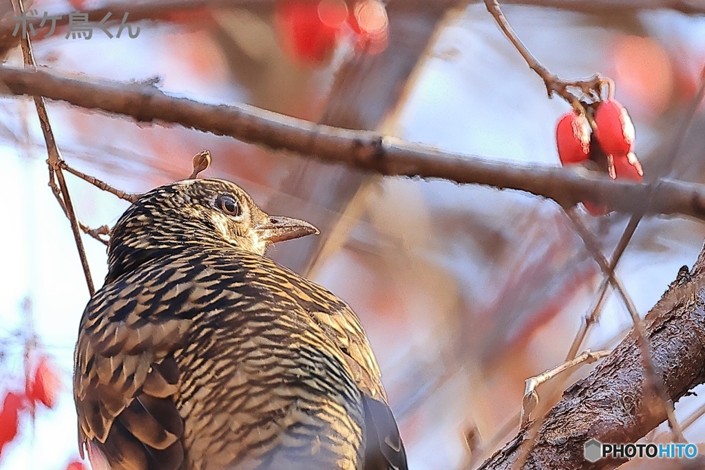 待ってましたトラツグミ　2