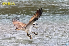 よくばりミサゴ