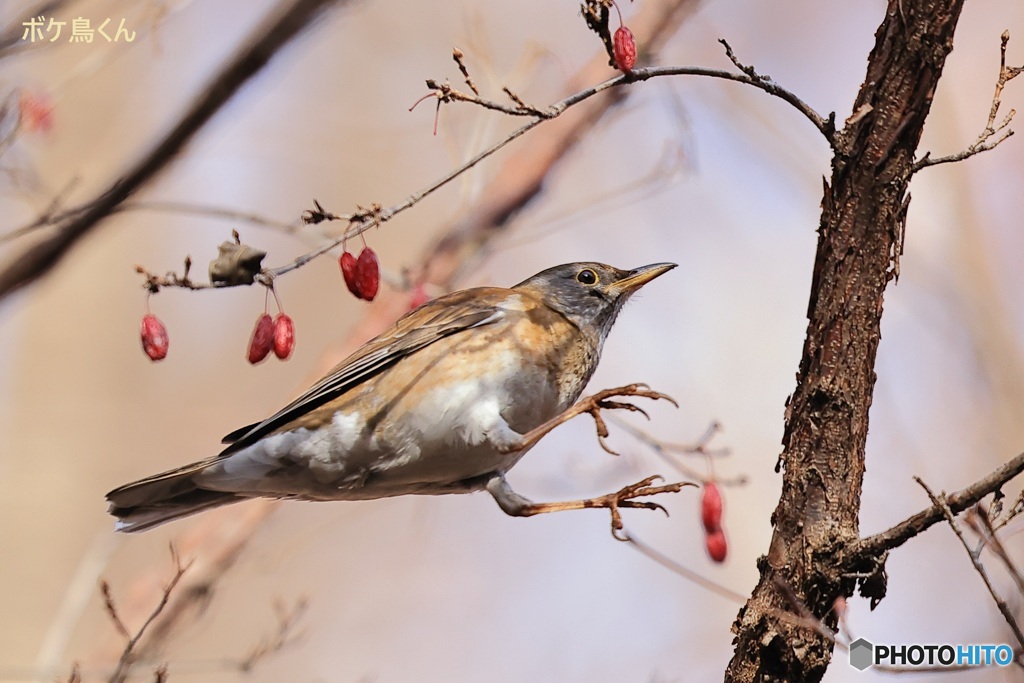 シロハラが跳んだ