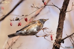 シロハラが跳んだ