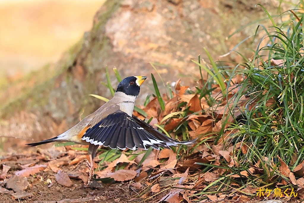 飛び出し連写　2