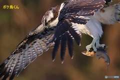チョット得意顔のミサゴ