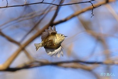 まんまる横っ飛び