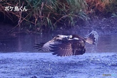 日の出直後の濃霧ミサゴ　2