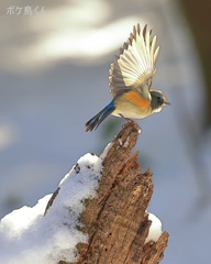 雪の水場　Ⅲ　光った