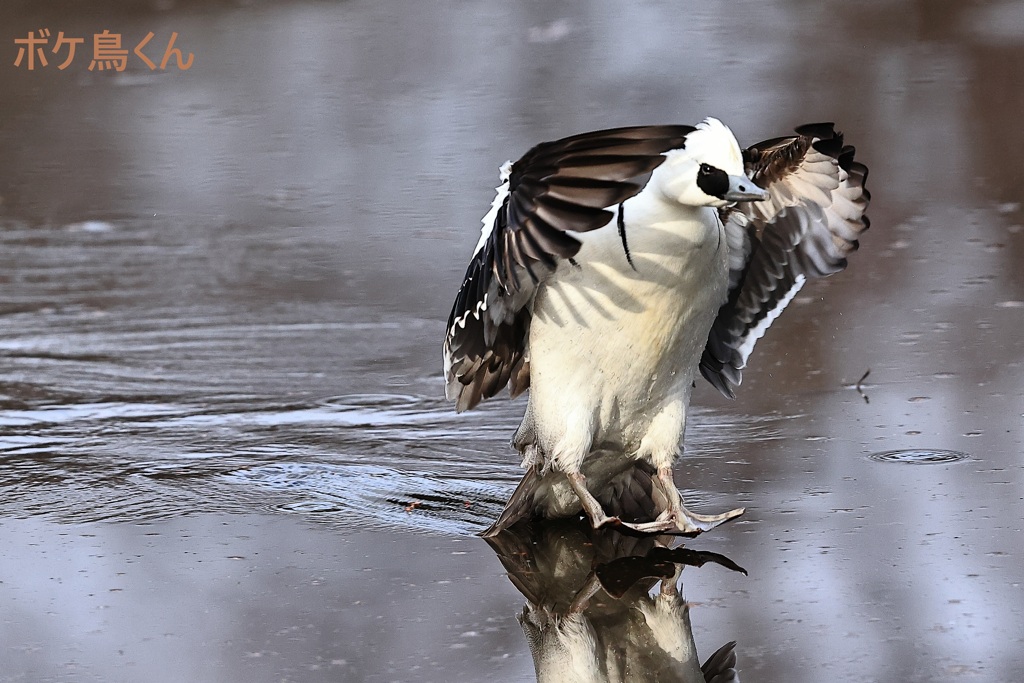 ソフトランディング