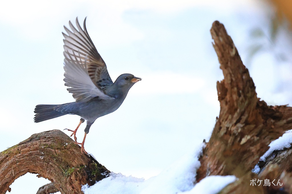 雪の水場　Ⅰ　飛んだー