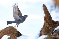 雪の水場　Ⅰ　飛んだー