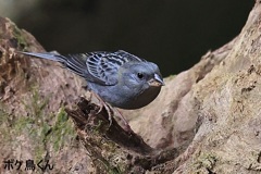 今季初クロジ 2