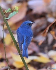 ここのルリ♂は青すぎる　1