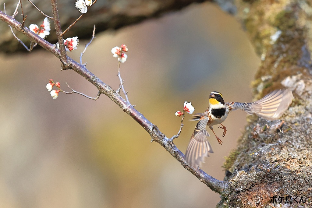 梅の花ミヤマ　3　飛んだのだが
