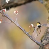 梅の花ミヤマ　3　飛んだのだが