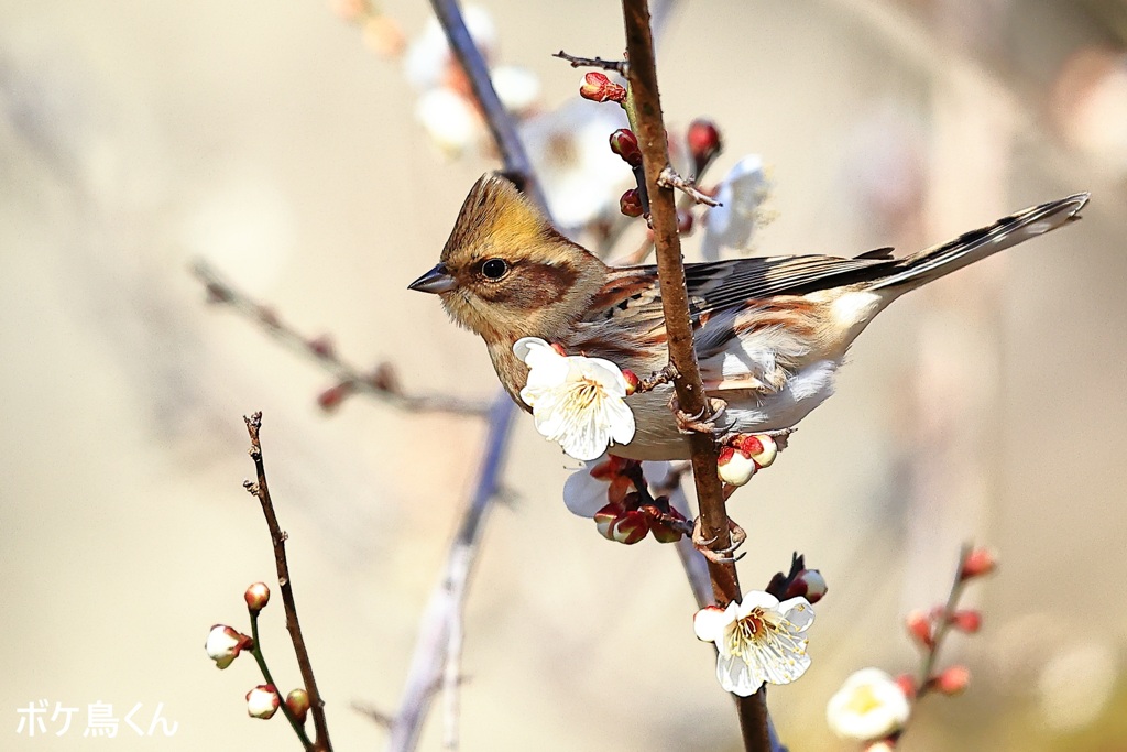 とりあえず梅絡み