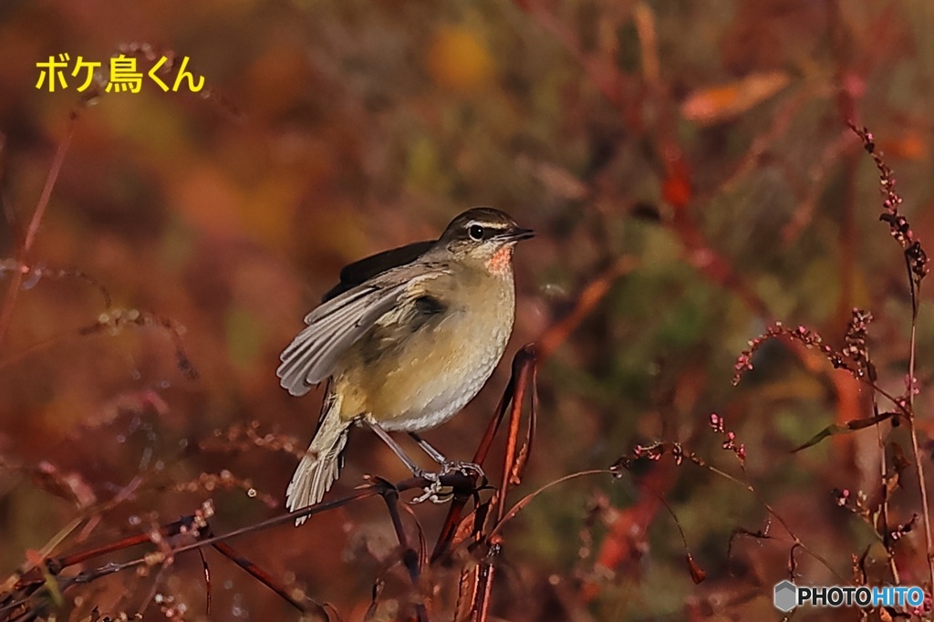 河原のノゴマ　2