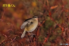 河原のノゴマ　2