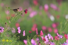 秋桜ノビタキ　1