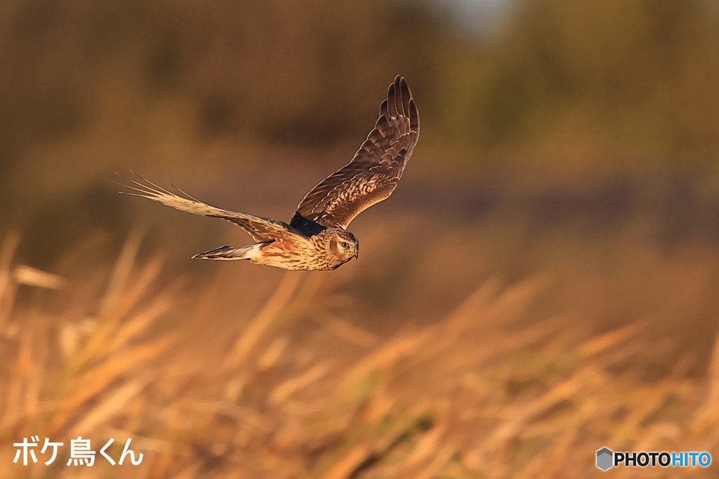 来てくれましたハイイロチュウヒ　2　(メス)