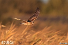 来てくれましたハイイロチュウヒ　2　(メス)