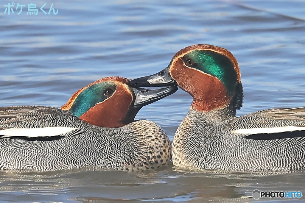 コツンと日頃の挨拶
