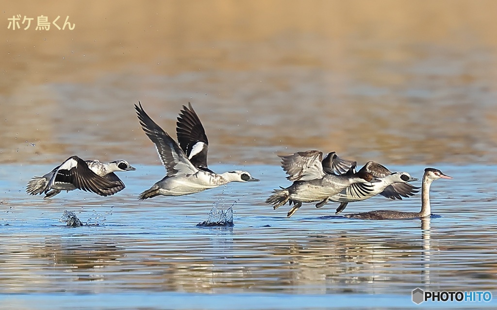 今年も来ましたミコアイサ