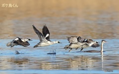 今年も来ましたミコアイサ